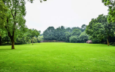 Tendencias en Diseño de Jardines para 2024